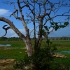 Zdjęcie ze Sri Lanki - YALA NATIONAL PARK