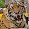 Zdjęcie z Tajlandii - Tiger Temple