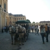 Zdjęcie z Austrii - bryczki przed pałacem