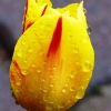 Zdjęcie z Polski - moje tulipany....