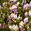 Zdjęcie z Polski - tegoroczne (2014)kwitnienie magnolii