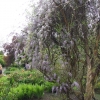 Zdjęcie z Polski - wisteria