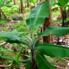 Zdjęcie z Gwadelupy - mala palma