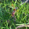 Zdjęcie z Australii - Ogromna mrowa red inch ant. Dobrze widac potezne szczeki