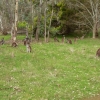 Zdjęcie z Australii - Kangurza laczka