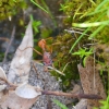 Zdjęcie z Australii - Wielka i agresywna mrowa - red inch ant
