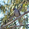 Zdjęcie z Australii - noisy miner - ptak z rodziny miodojadow
