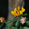Zdjęcie z Australii - Kwiaty buszu