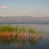 Zdjęcie z Macedonii - Jezioro Prespańskie - widok z brzegu.