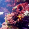 Zdjęcie z Hiszpanii - kolorowy podwodny świat