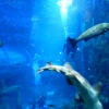Zdjęcie z Hiszpanii - duże akwarium z rekinami i płaszczkami