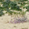 Zdjęcie z Hiszpanii - plażowa flora