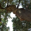 Zdjęcie z Hiszpanii - drzewo korkowe