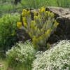 Zdjęcie z Hiszpanii - Kwitnaca flora 
