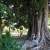 Zdjęcie z Hiszpanii - potężne drzewo