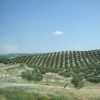 Zdjęcie z Hiszpanii - z drogi do Granady