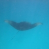Zdjęcie z Malediw - wycieczka na nurkowanie