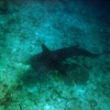 Zdjęcie z Malediw - wycieczka na nurkowanie