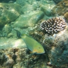 Zdjęcie z Tajlandii - Podgladamy podwodny swiat