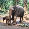 Tajlandia - Krabi - słoniowa farma i dżunglowe atrakcje