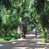 Zdjęcie z Tajlandii - Wjezdzamy na sloniowa farme