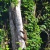 Zdjęcie z Tajlandii - Wielkie jaszczury (wyzej widac ogon drugiego)
