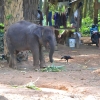 Zdjęcie z Tajlandii - Na sloniowej farmie