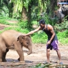 Zdjęcie z Tajlandii - Dooobry slonik :)