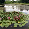 Zdjęcie z Łotwy - Staw z liliami w Turaidzie.