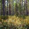 Zdjęcie z Łotwy - Park Narodowy Kemeri.