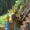 Zdjęcie z Tajlandii - Na schodazh rzadza makaki :)