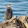 Zdjęcie z Hiszpanii - kormoran