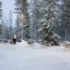 Zdjęcie z Finlandii - Husky safari