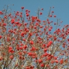 Zdjęcie z Republiki Półudniowej Afryki - drzewo koralowe
