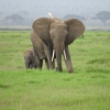 Zdjęcie z Kenii - Słonie w Parku Amboseli