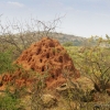 Zdjęcie z Kenii - Kopiec termitów.