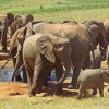 Zdjęcie z Kenii - I znowu słonie...