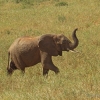 Zdjęcie z Kenii - Słoń na szczęście ...