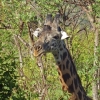 Zdjęcie z Kenii - Piękną żyrafa...