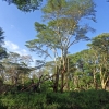 Zdjęcie z Kenii - Na terenie Mzima Springs