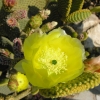 Zdjęcie z Grecji - kaktus