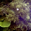 Zdjęcie z Wysp Morza Koralowego - Rafa
