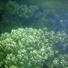 Zdjęcie z Wysp Morza Koralowego - Rafa koralowa