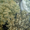 Zdjęcie z Wysp Morza Koralowego - rafa koralowa