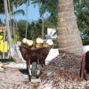 Zdjęcie z Dominikany - Kokosa?