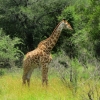 Zdjęcie z Republiki Półudniowej Afryki - Park Narodowy Krugera