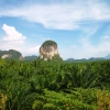 Zdjęcie z Tajlandii - Typowy krajobraz prowincji Krabi