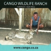 Zdjęcie z Republiki Półudniowej Afryki - Cango Wildlife Ranch