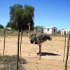 Zdjęcie z Republiki Półudniowej Afryki - Ostrich Show Farms Oudtshoorn