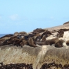 Zdjęcie z Republiki Półudniowej Afryki - Seal Island - Kapsztad